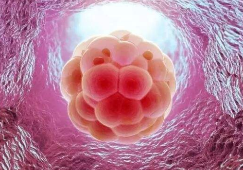 試管嬰兒技術(shù)的費用和成功率怎么樣