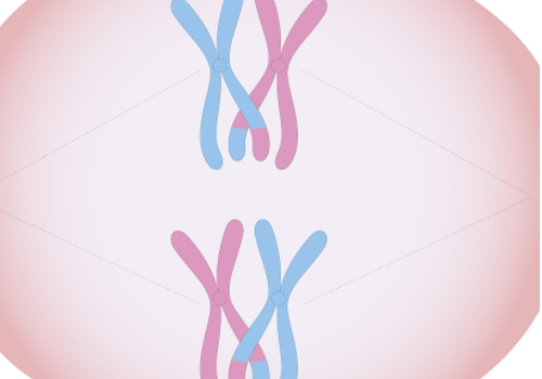 美國(guó)試管嬰兒中介？?