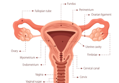 做一次俄羅斯試管多少錢？